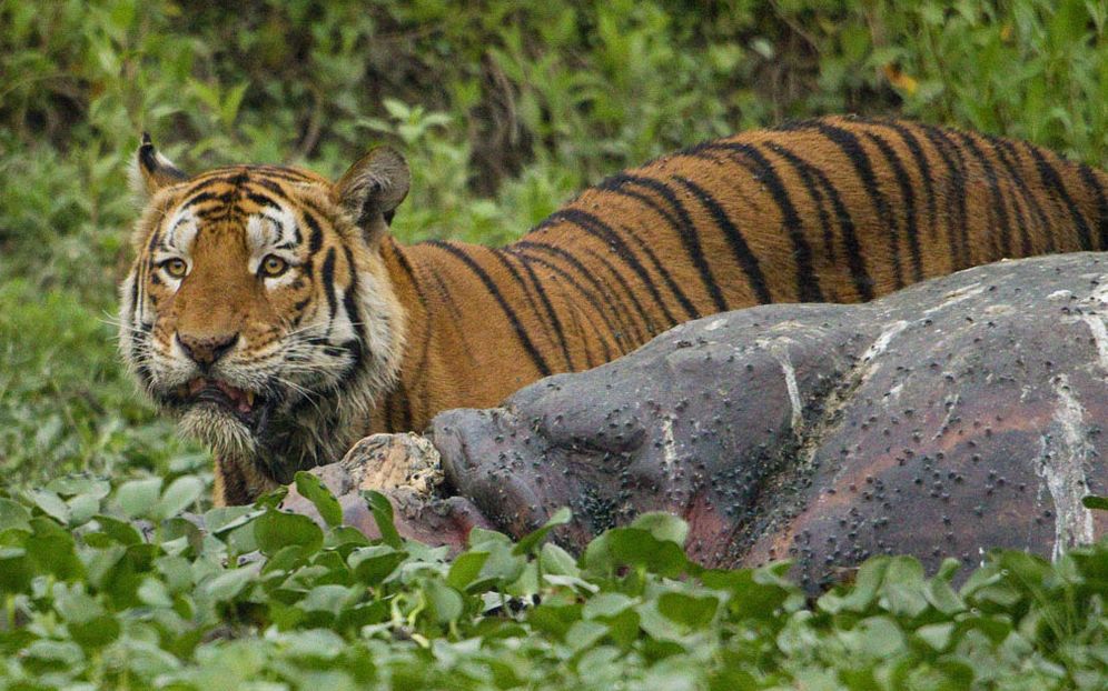 卡齐兰加:犀牛母亲的屁股疑似被老虎攻击过 遍布伤痕