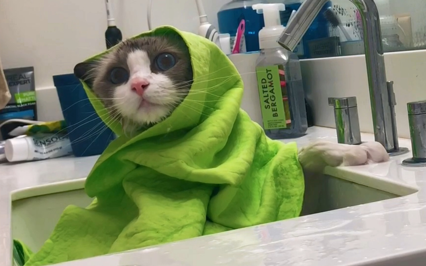 【布偶猫】小花生的真实身材大曝光(洗澡)