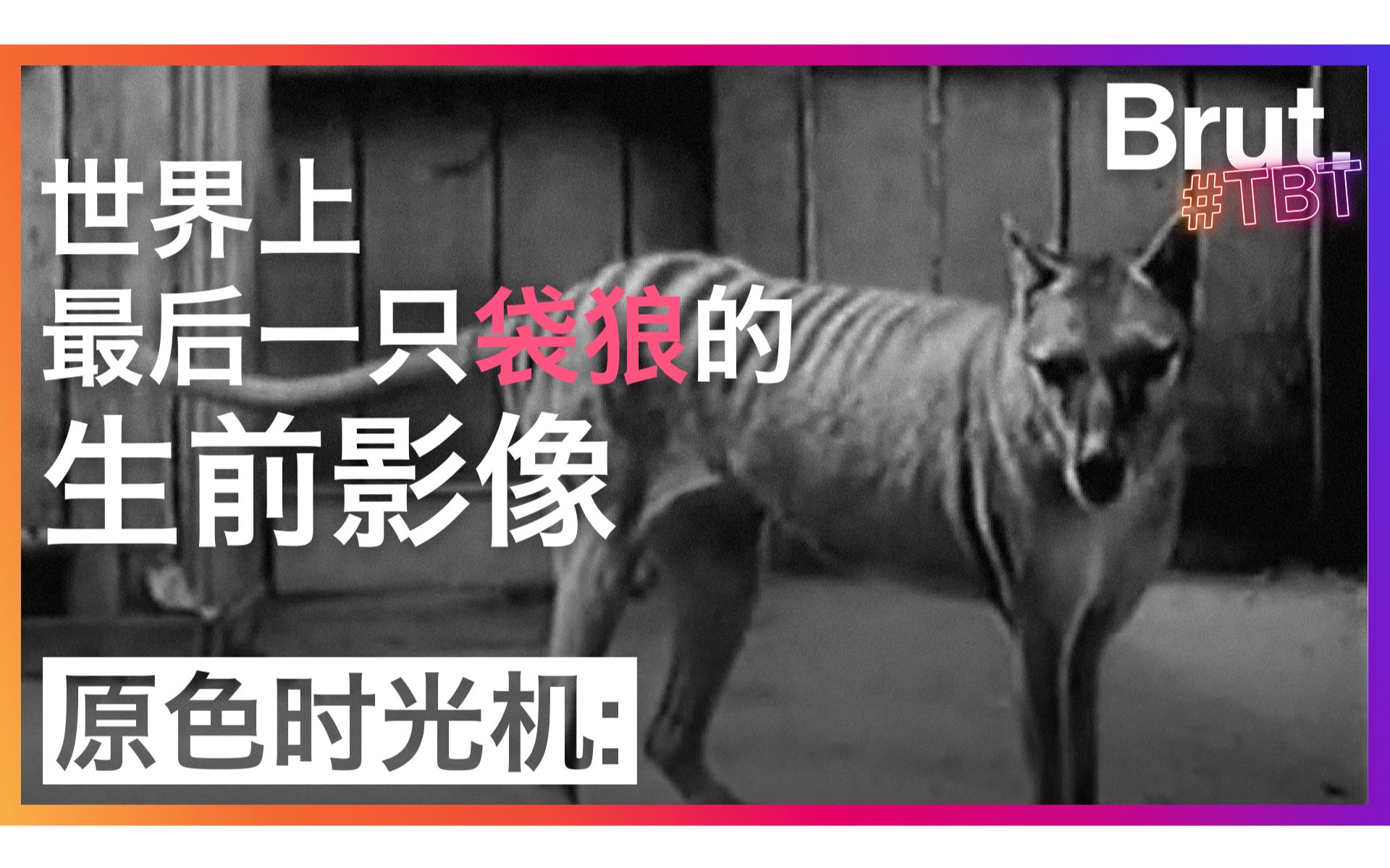 拍摄于灭绝前的3年:1933年世界上最后一只袋狼的影像哔哩哔哩bilibili