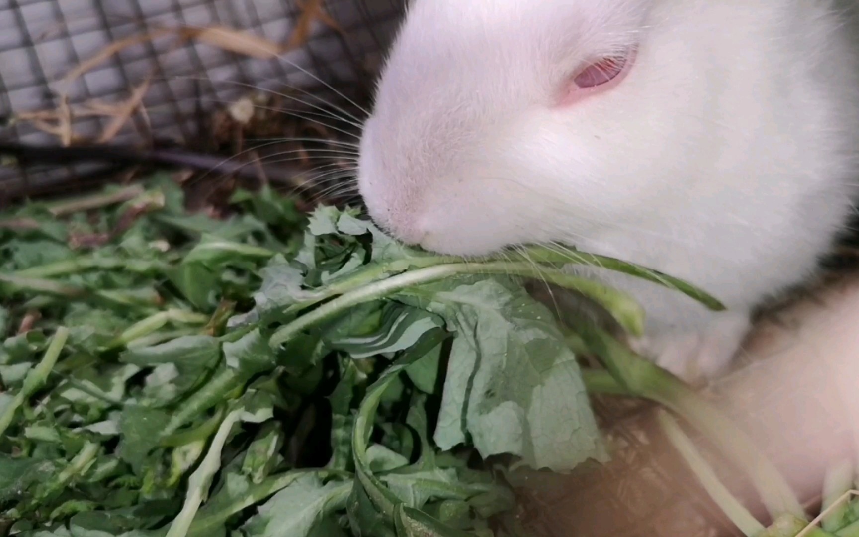 【兔子】请问你今天吃青菜了嘛