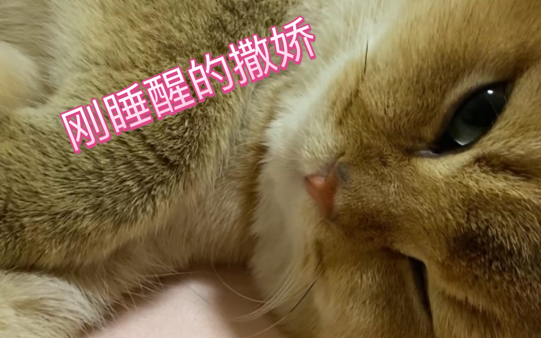 猫撒娇的声音图片