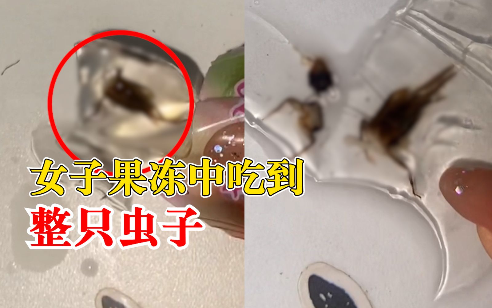 女子网购蒟蒻果冻吃出整只虫:很恶心,商家只愿退款补偿20元哔哩哔哩bilibili