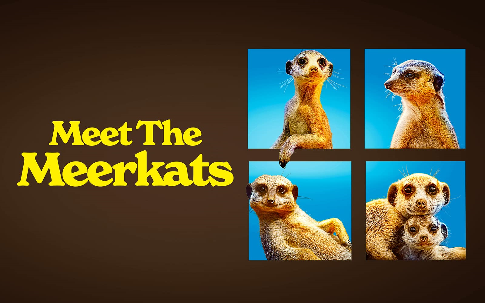 [图]遇见狐獴 第一季全六集 Meet the Meerkats