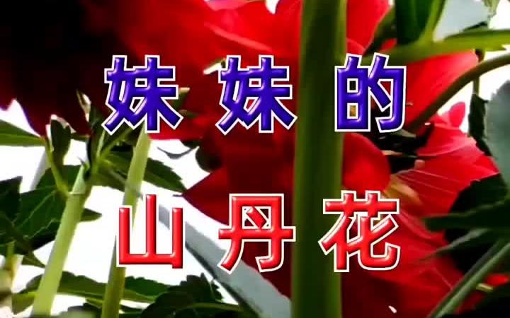 [图]《妹妹的山丹花》