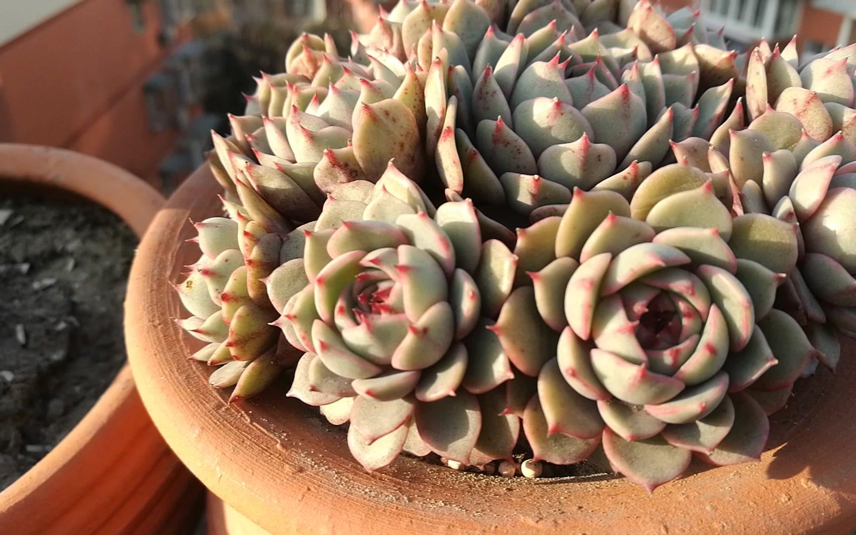 大猫多肉:苯巴蒂斯.