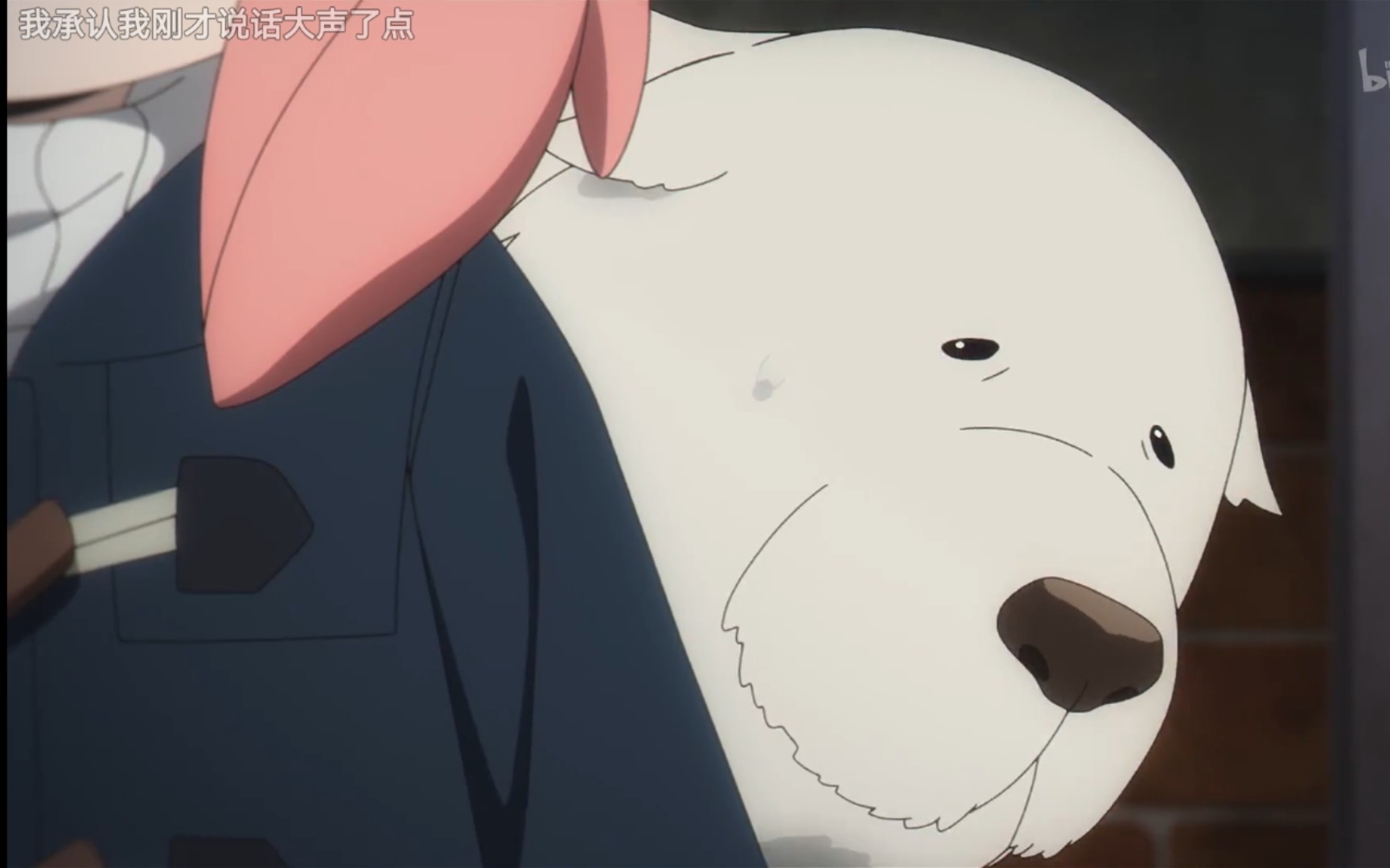 【间谍过家家第二季】狗:我承认刚刚叫的凶了点