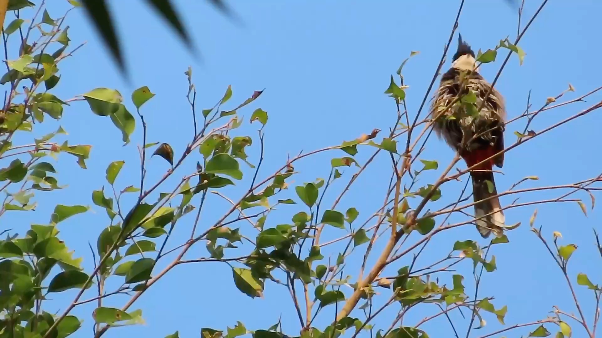 佳能sx740hs小白新手拍鸟红耳鹎