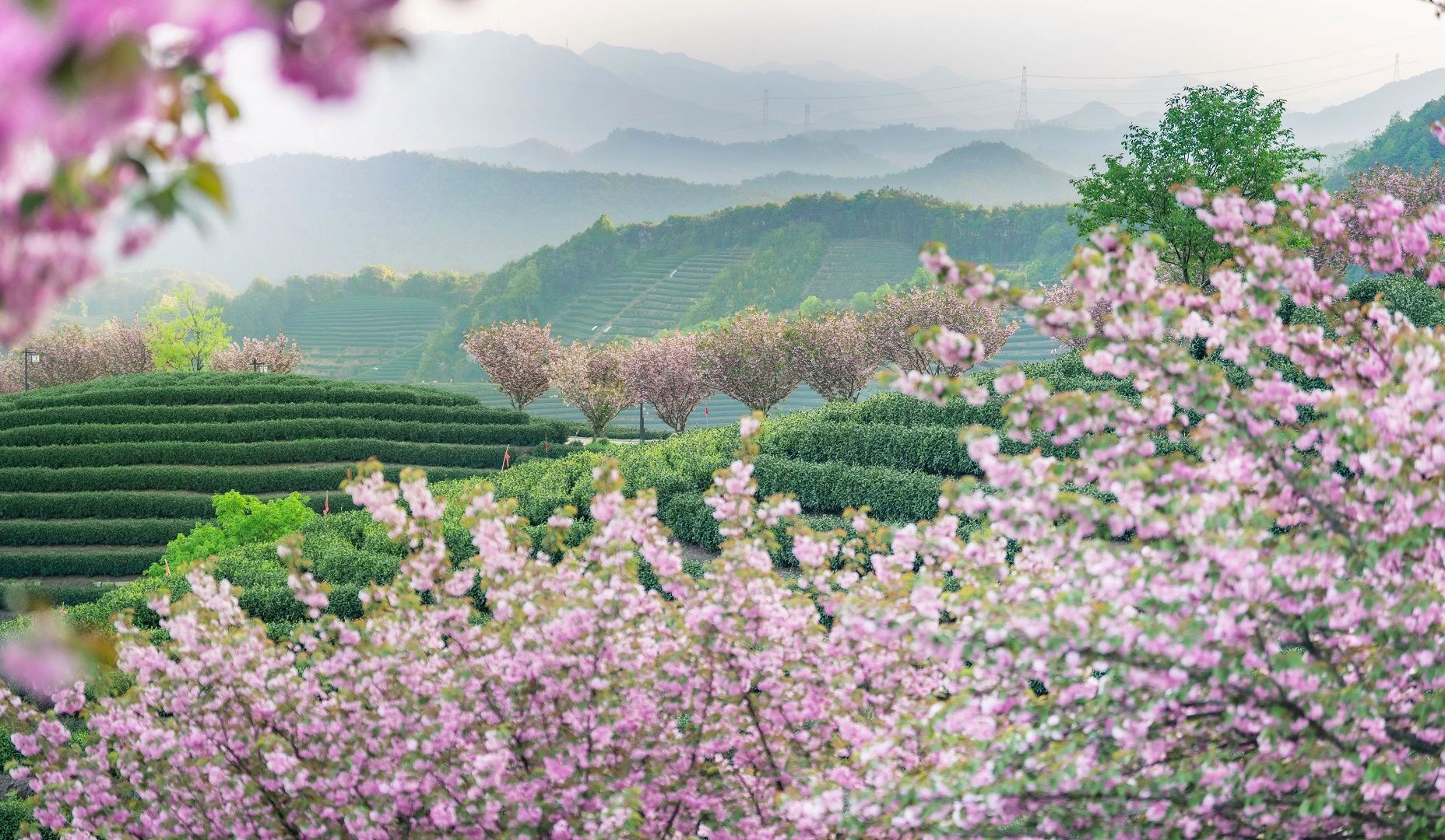 烟雨缭绕下的杭州拔山茶园,晚樱盛开!哔哩哔哩bilibili