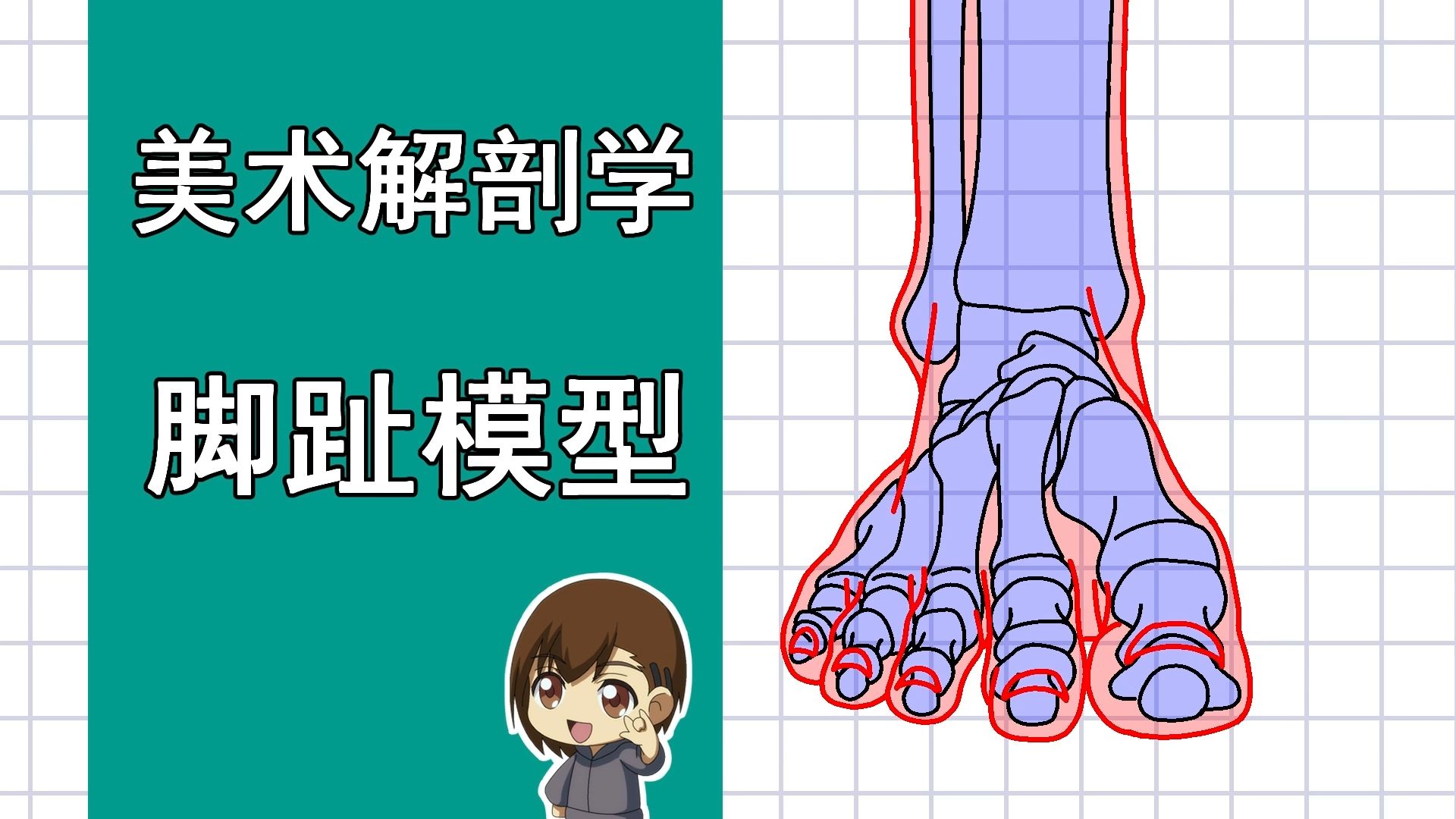 美术解剖学-83-脚趾模型