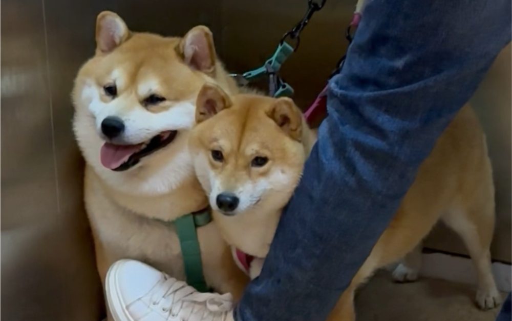 这两天我的遛狗状态