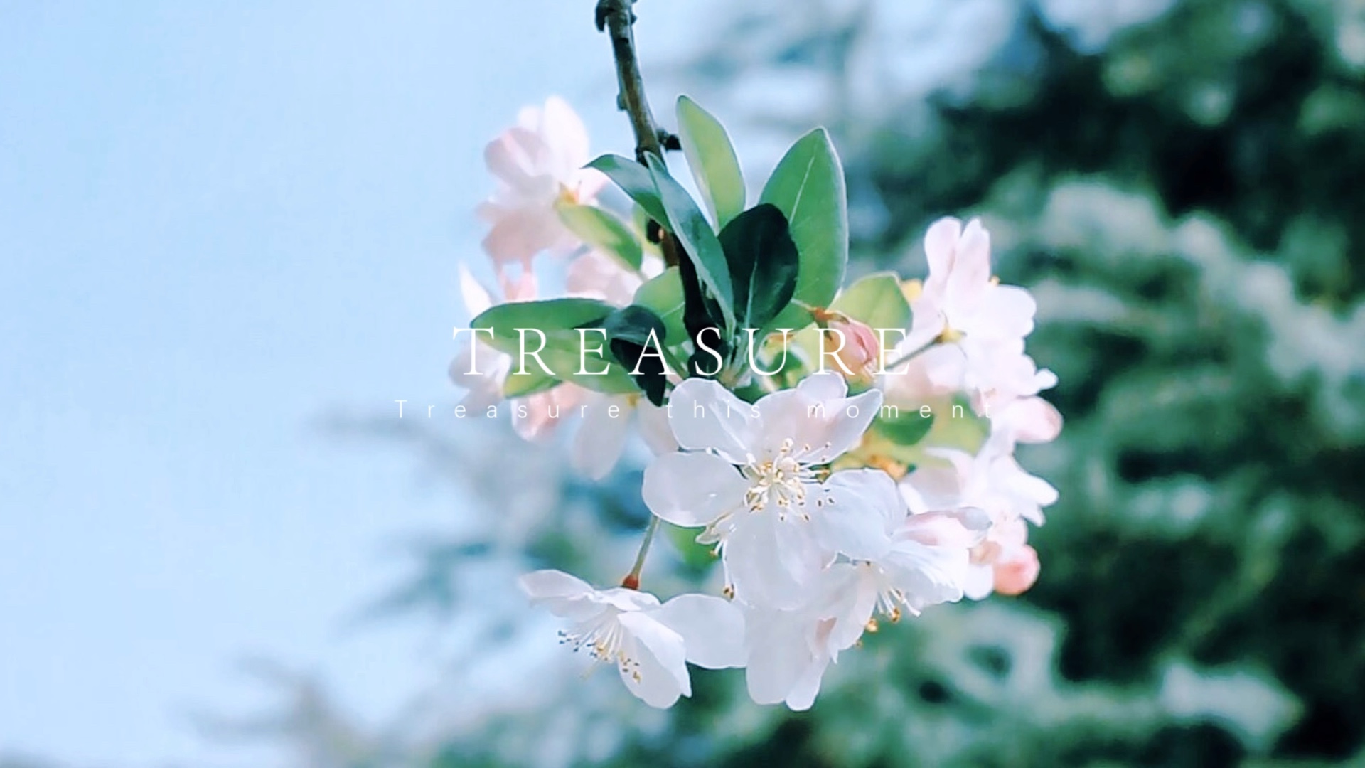 壁纸 花 桌面 1920_1080