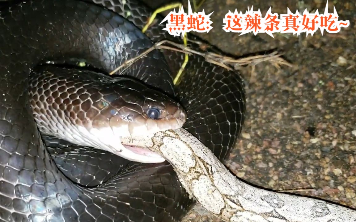 大蛇吃小蛇,跟本停不下来,犹如嗦面