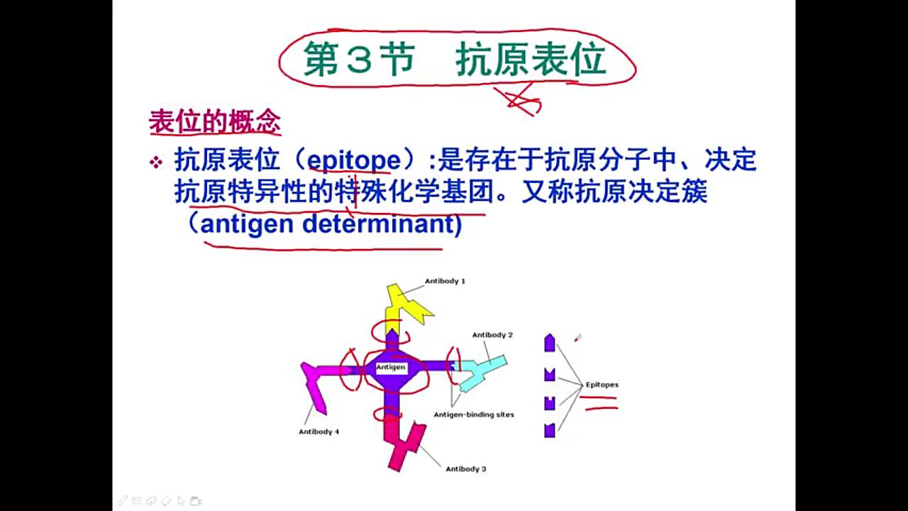 动物免疫学01抗原(上)哔哩哔哩bilibili