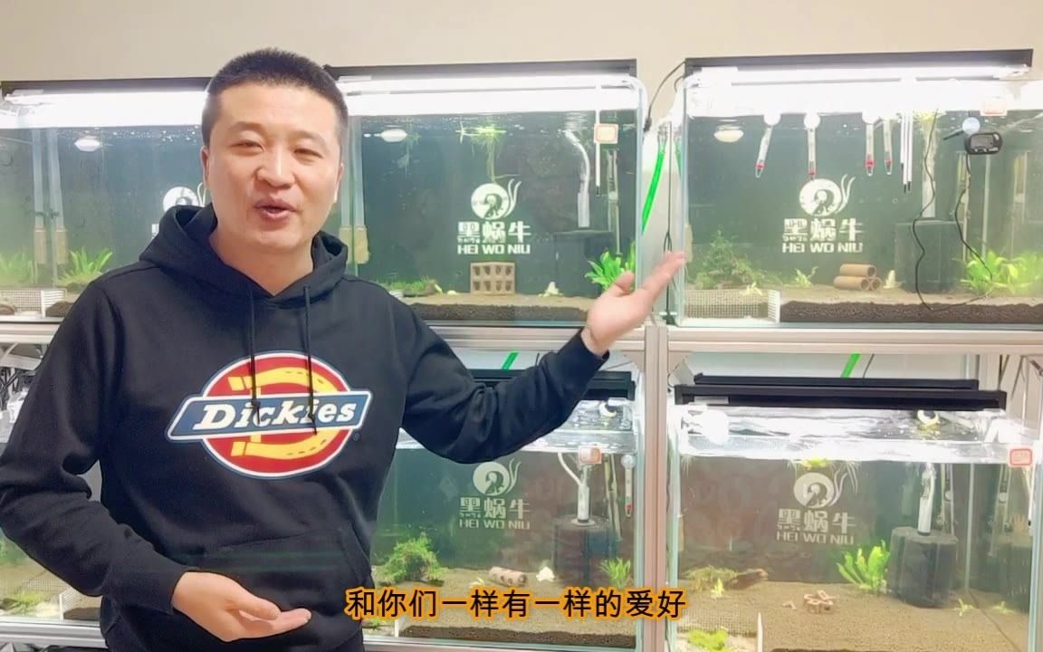 水晶虾繁殖过程图哔哩哔哩bilibili