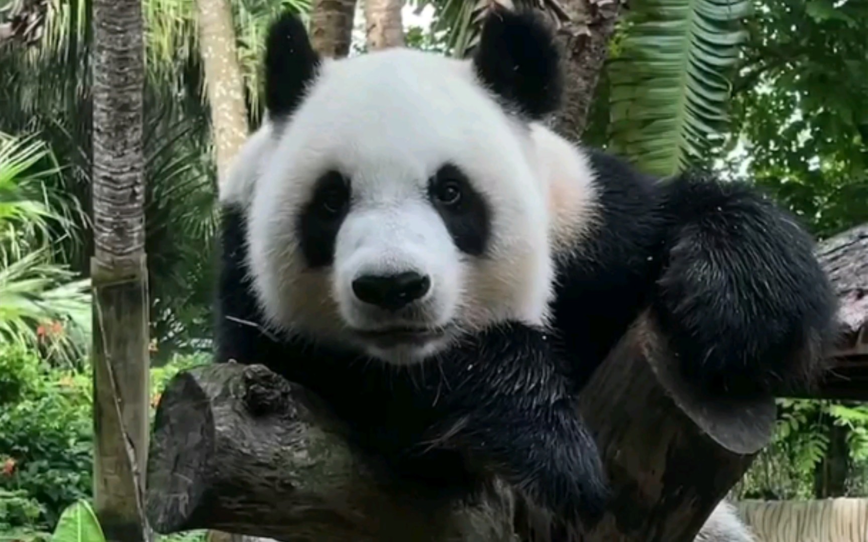 大熊猫贡贡:海南岛岛主来了!海南岛岛主它来了!超级萌超级帅超级迷人!