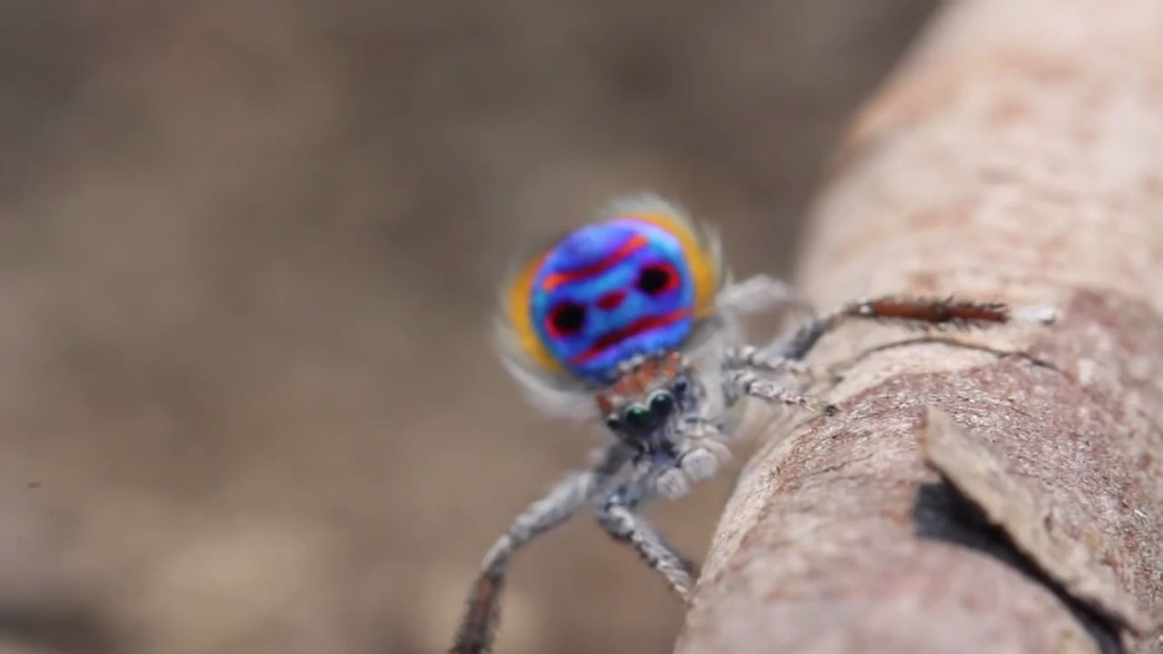 蜘蛛跳舞 (Maratus speciosus)哔哩哔哩bilibili