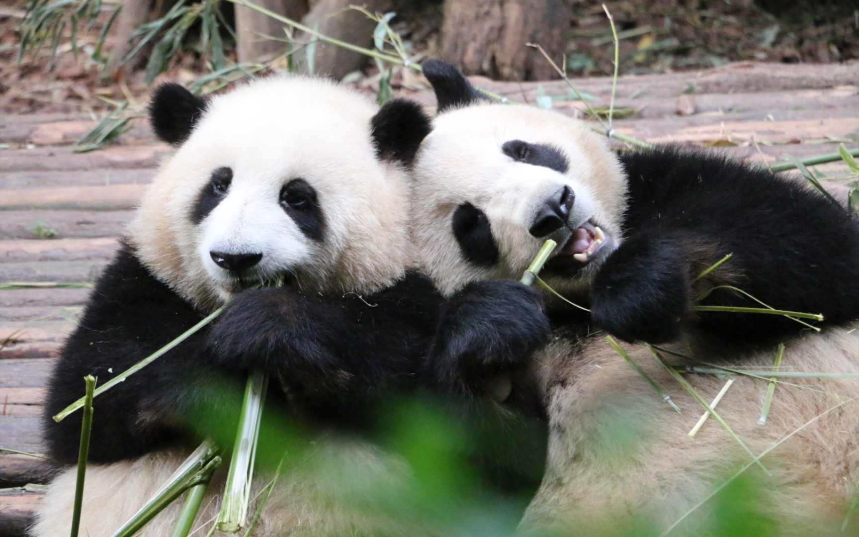 【大熊猫和花 艾玖】