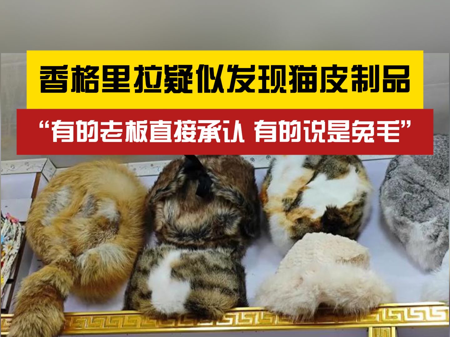 “满大街都是”?香格里拉疑似发现猫皮制品哔哩哔哩bilibili