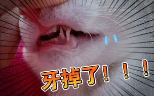 震惊！！！我家的猫猫竟然牙掉了！