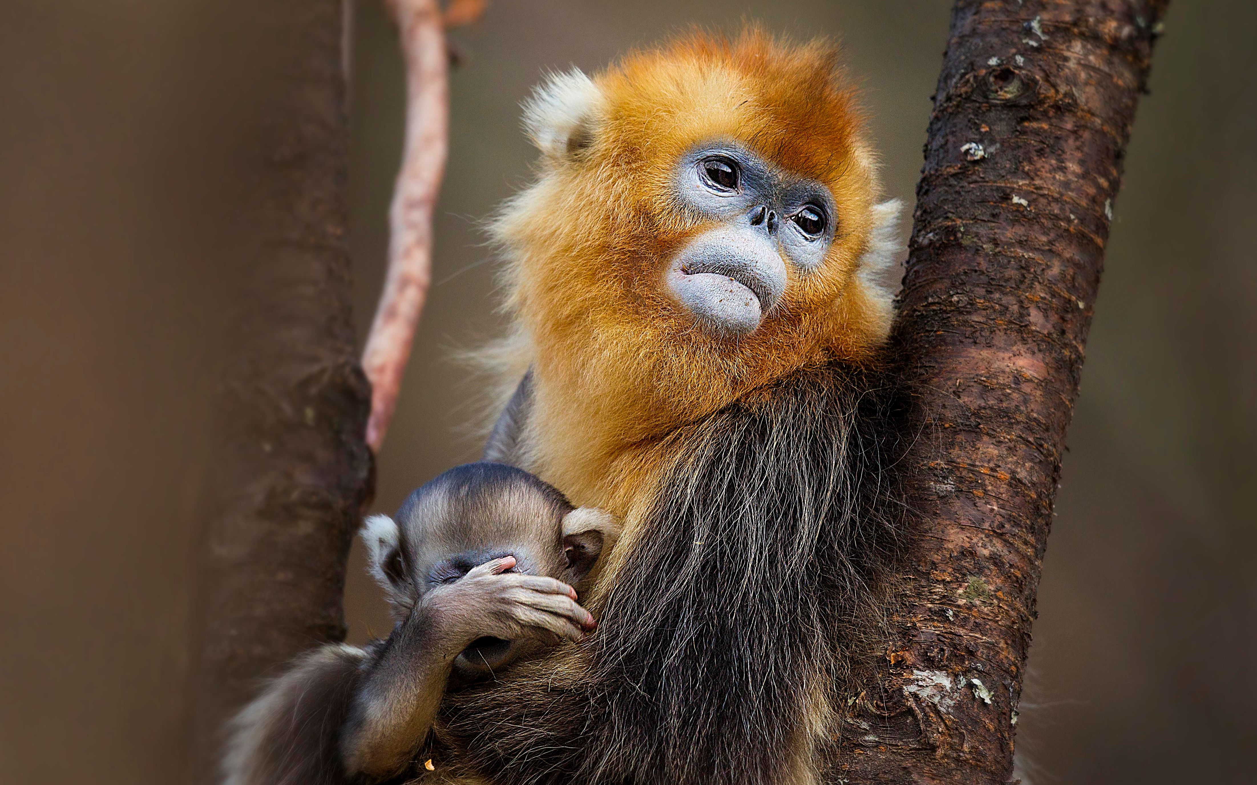 【中国珍稀物种系列纪录片】——川金丝猴(下)_哔哩哔哩_bilibili