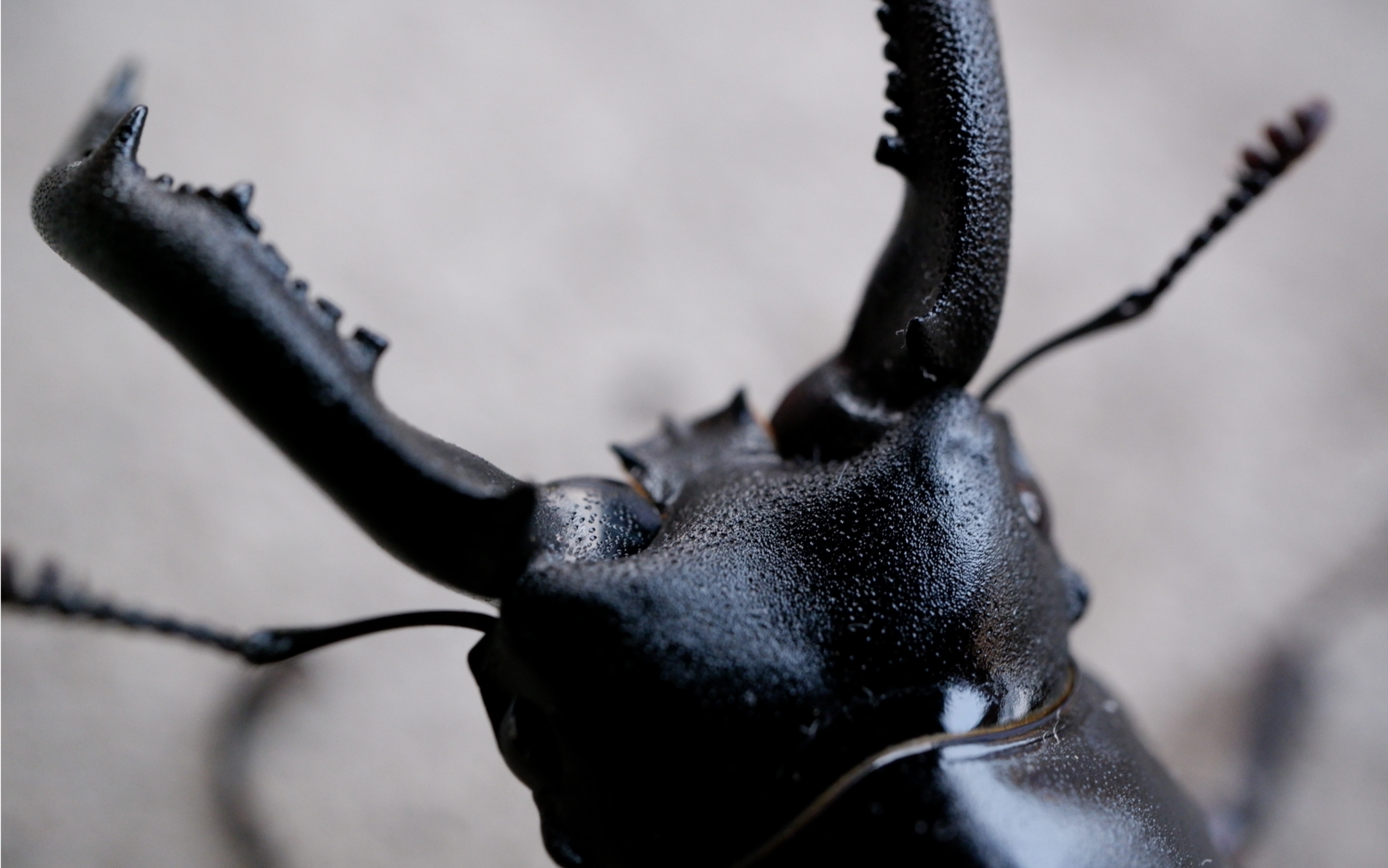 抓虫子直接榨干,今天早上2点多钟醒来睡不着,下午就前往天目山野采,又