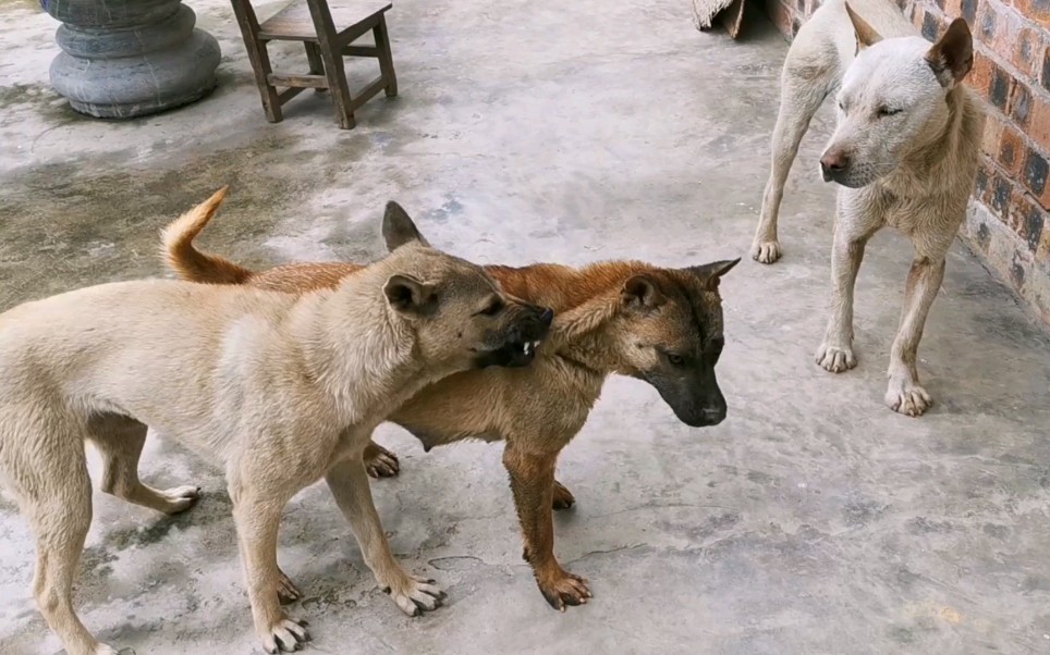 村里三条狗,它们是不是"三角恋"我不知道