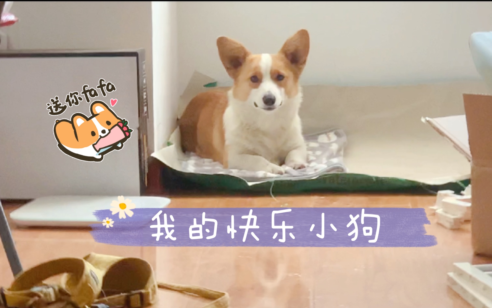 我有狗啦后续——Happy到新家啦!哔哩哔哩bilibili