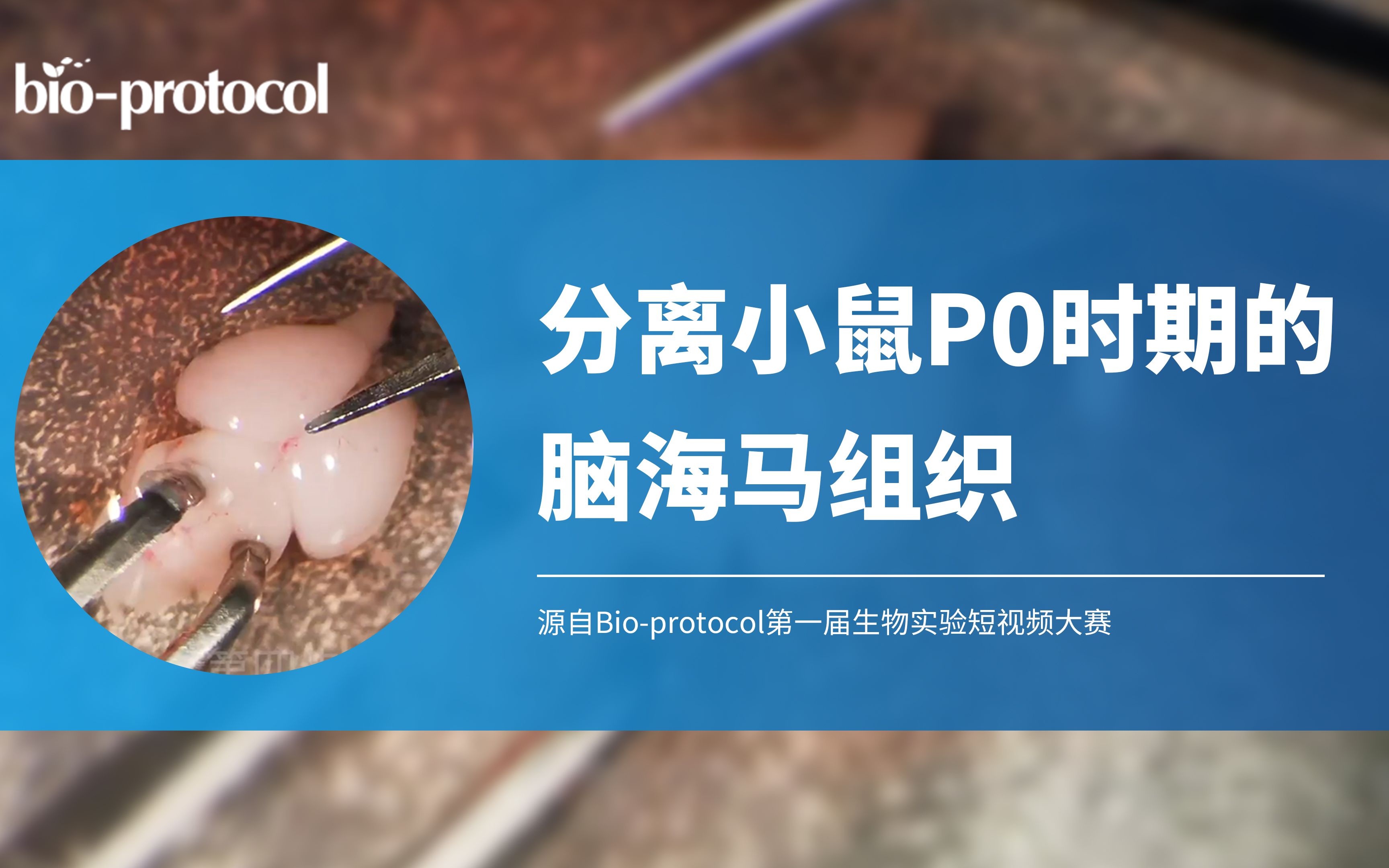 [图]【短视频大赛】分离小鼠P0时期的脑海马组织