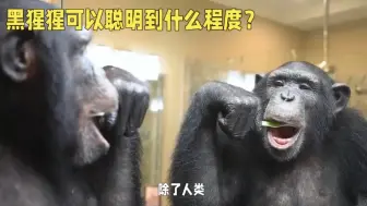 Download Video: 你知道黑猩猩有多聪明吗？