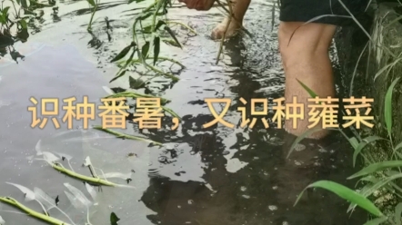 博白妹,识种番薯,又识种蕹菜.哔哩哔哩bilibili