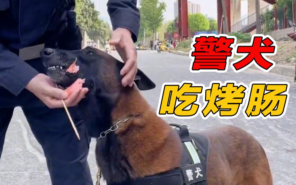 [图]警犬吃烤肠，谁还不是个宝宝？