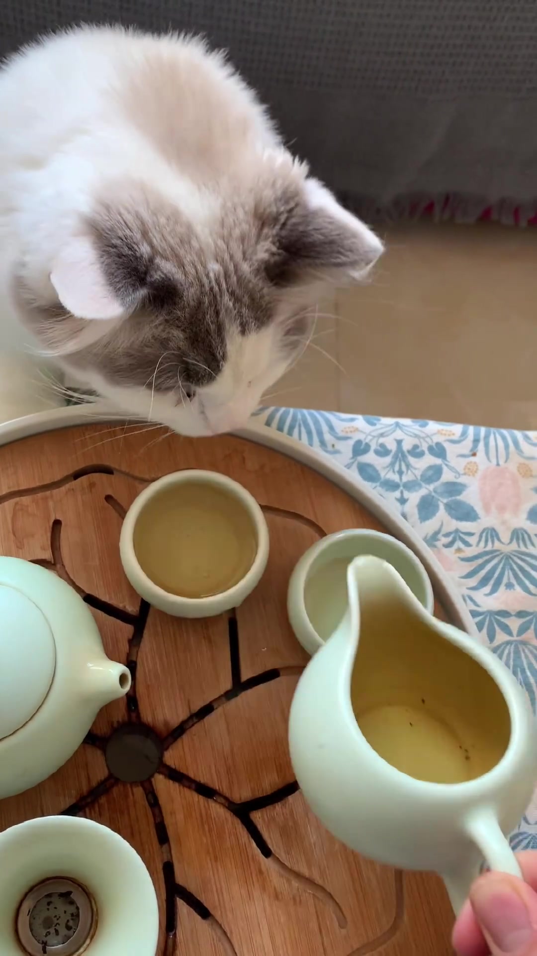 等着喝茶的小猫咪_哔哩哔哩 (゜-゜)つロ 干杯~-bilibili