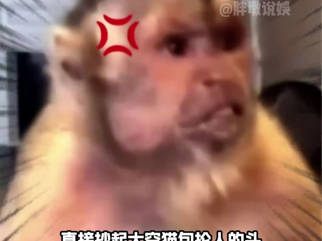 黔灵山的吗喽真的好搞笑