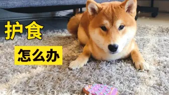 汪星人 暴打不听话的柴犬 日本驯犬师中村信哉镜头前引发众怒 知道原因后所有人都沉默了 哔哩哔哩 Bilibili