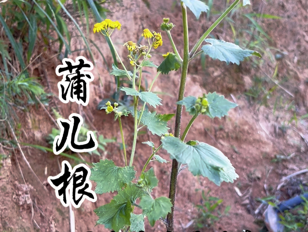 蒲儿根,菊科千里光属植物,叶心形,花似野菊花!哔哩哔哩bilibili