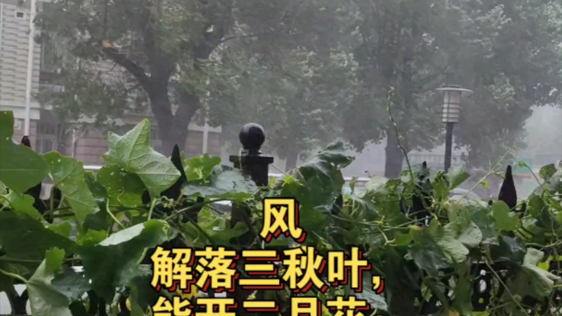 【恢复能量】台风天读诗,风风雨雨哔哩哔哩bilibili