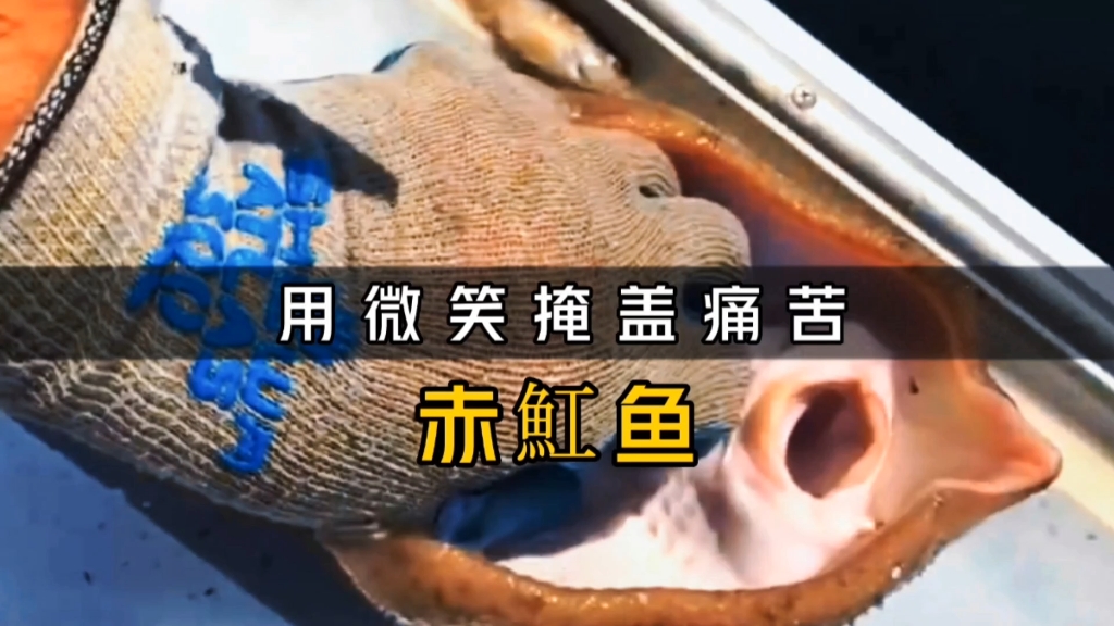 用微笑掩蓋痛苦的魚,這條赤魟魚它真的在笑嗎?_嗶哩嗶哩_bilibili