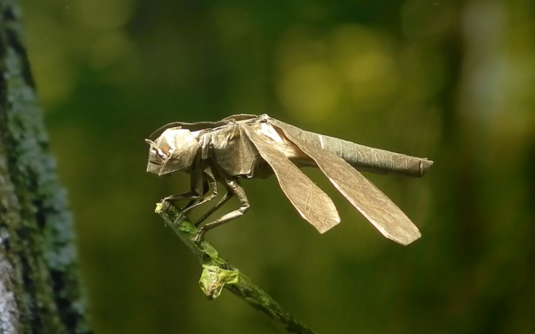 搬运折纸no112蜻蜓设计者神谷哲史视频录制者marianozavalaorigami
