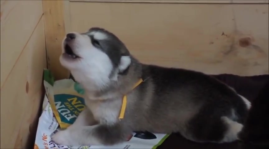 【哈士奇】哈士奇从小到大的叫声-魔性双眼加上独特的嗓音成就猥琐