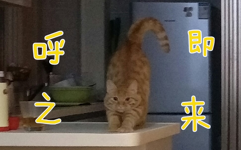 【橘猫】呼之即来,今天是一只称职的小猫咪.哔哩哔哩bilibili