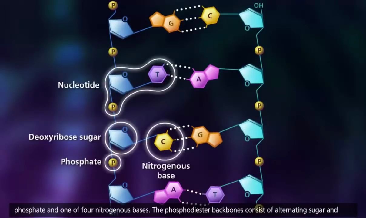 DNA Replication(DNA复制)哔哩哔哩bilibili