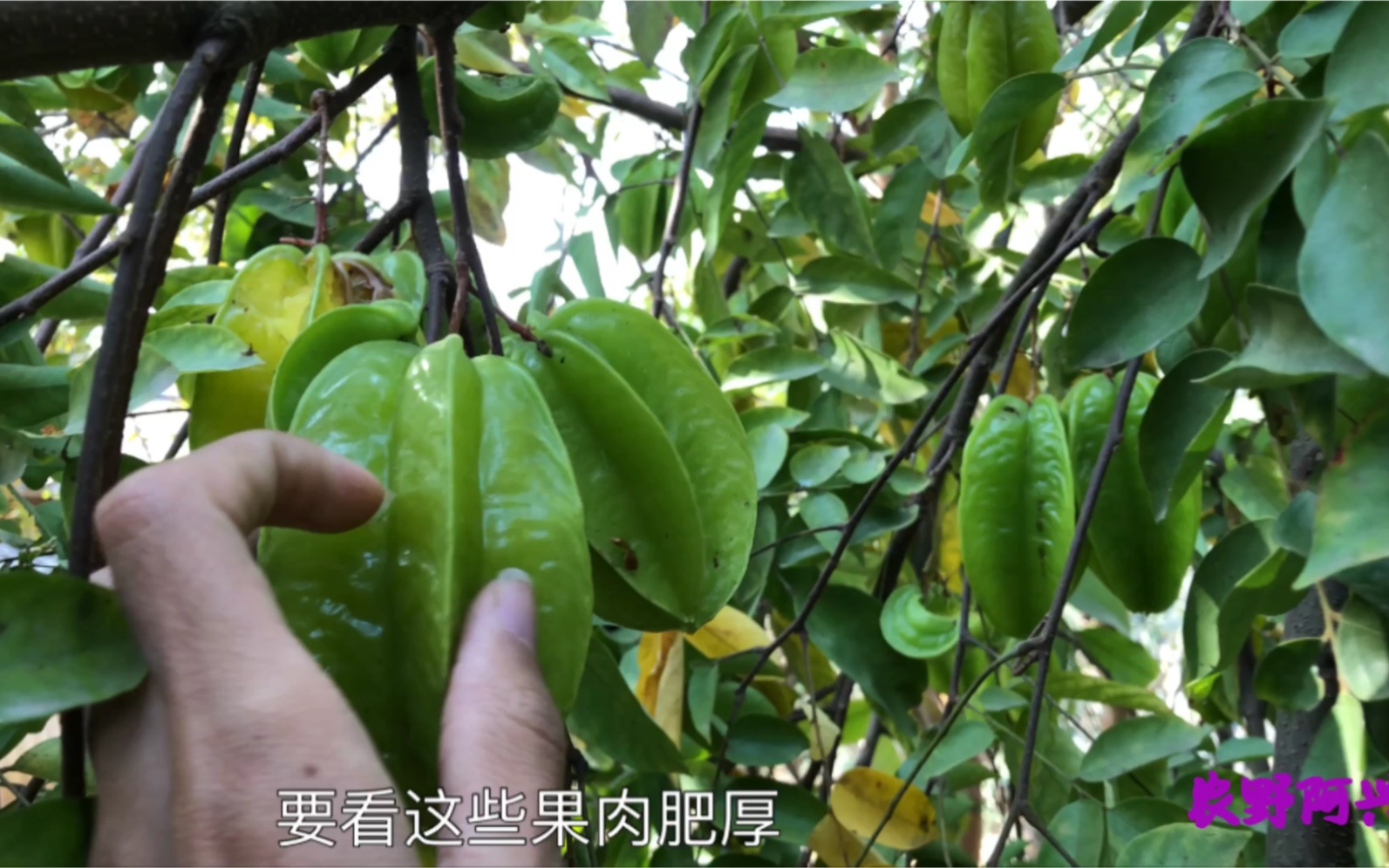 这种水果你们怎么叫?叫阳桃还是叫杨桃?果肉脆,汁水多