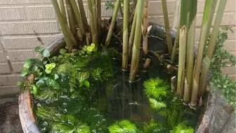 曾一直想搞番大事业 如今只能在河边清理水葫芦 争取三个月内清光这条河 不知道这算不算大事业 哔哩哔哩 Bilibili