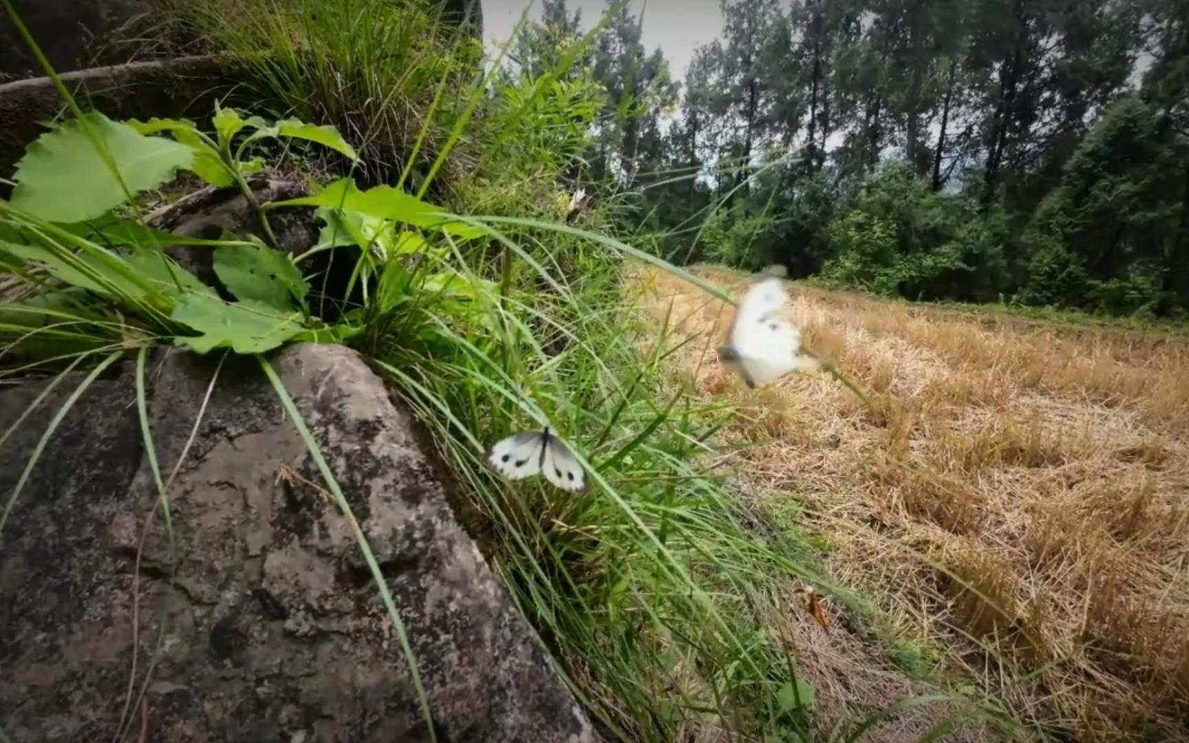 [图]蝶儿飞呀飞~