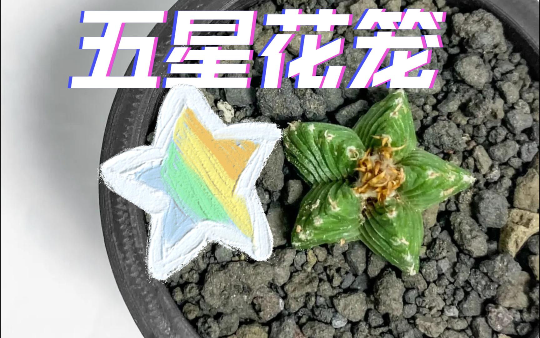 红星闪闪放光芒【五星花笼】哔哩哔哩bilibili