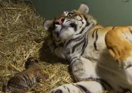 Скачать видео: 母老虎生娃疼到自闭，见到自己的幼崽后，表情瞬间亮了！