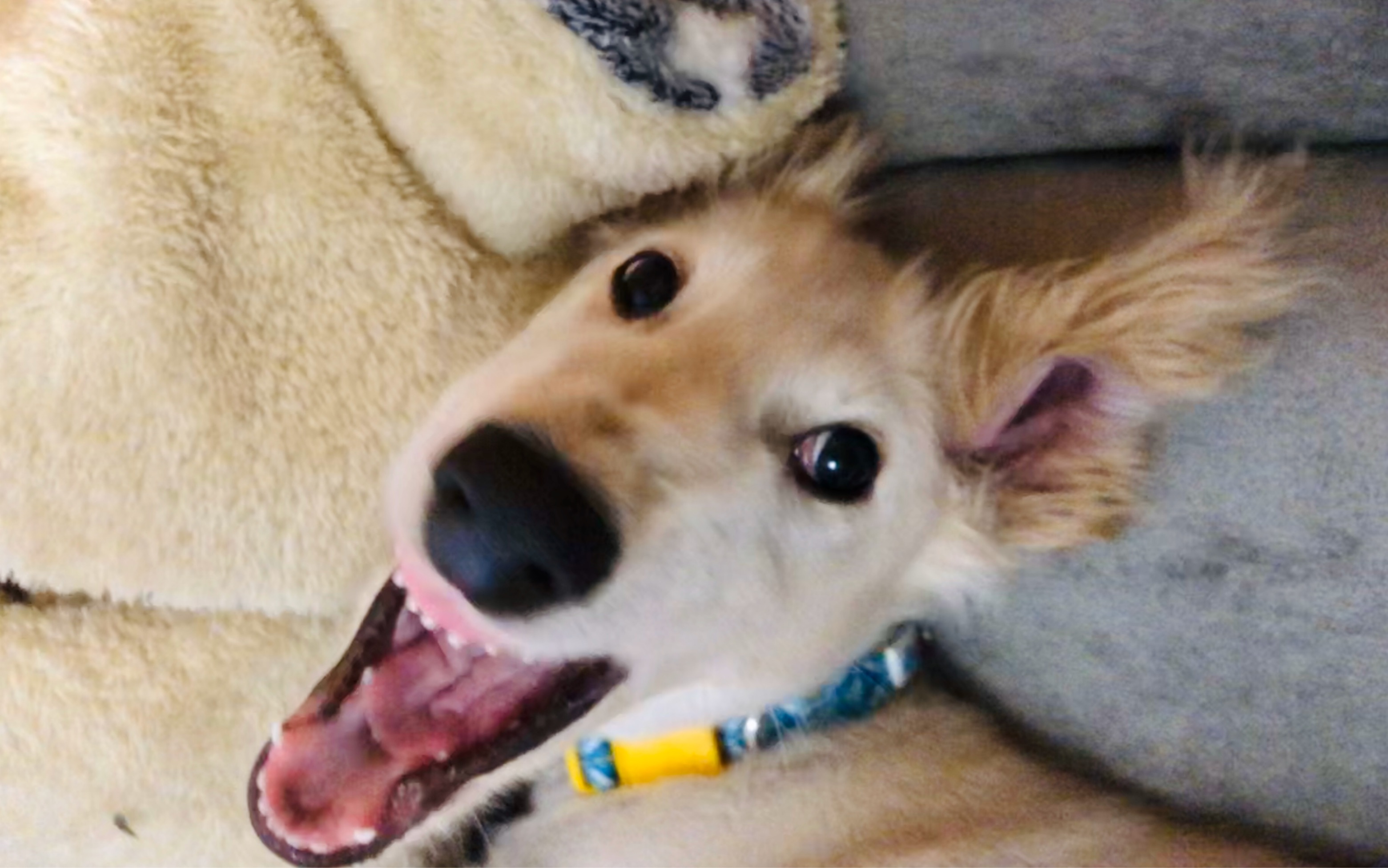 【陕西细犬】憨憨狗子在家模拟狩猎[细犬]沙雕日常