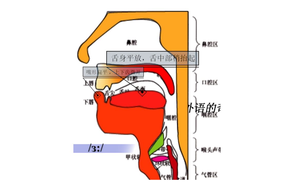 3单元音长元音 48个英语音标 英语发音舌位结构图 英语入门 英语发音 英语学习哔哩哔哩bilibili