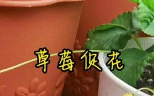 Video herunterladen: 草莓只长叶不开花怎么办？这样一掰一挖很快就能开花挂果