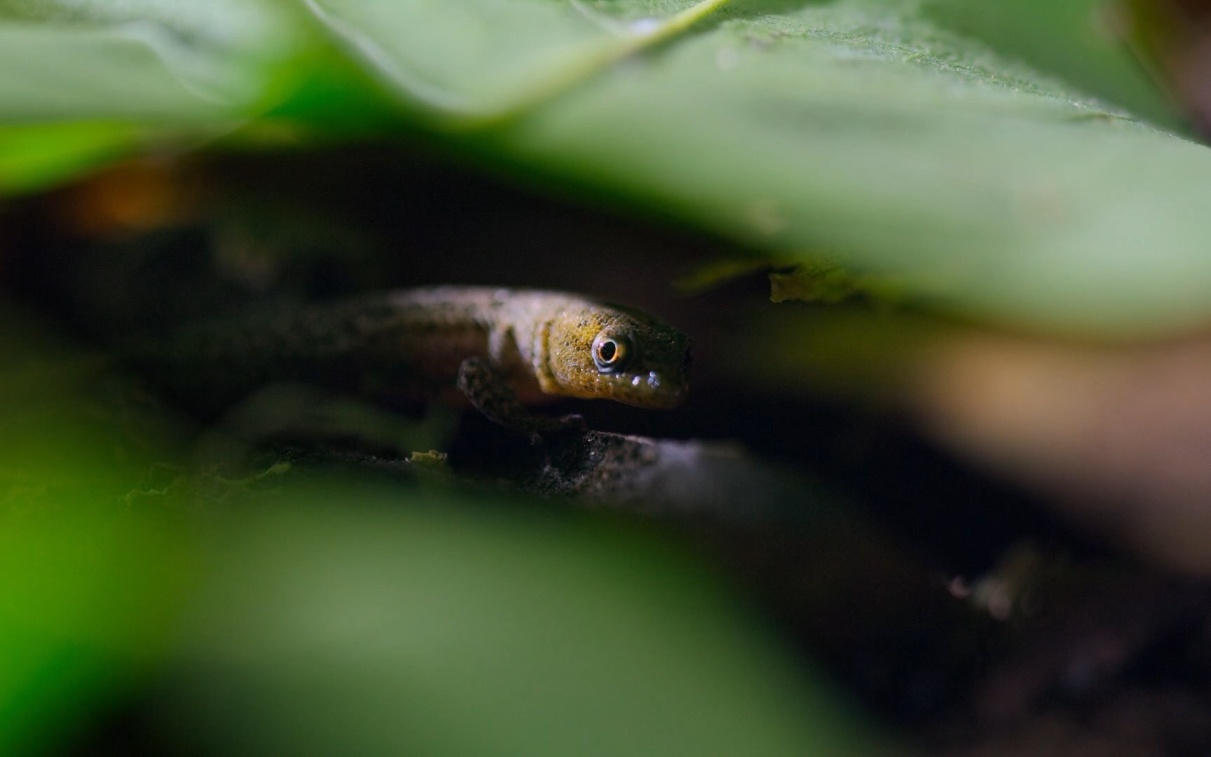 活动作品侏儒壁虎再水上行走